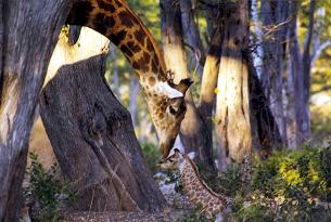 Giraffe und Baby