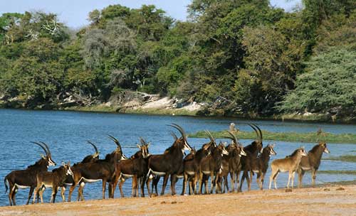 S&auml;belantilopen am Chobe