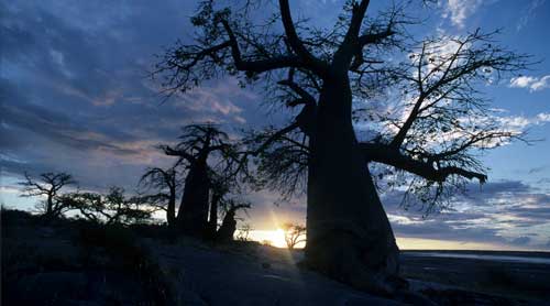 Baobabs auf Kubu Island