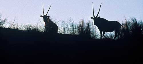 Oryx-Antilopen im Kgalagadi Transfrontier Park