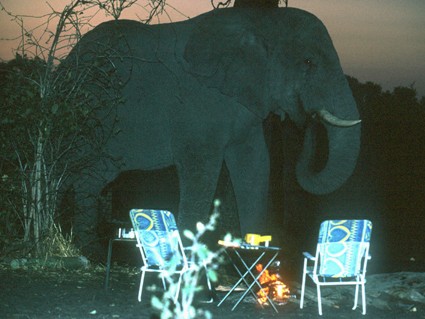 Elefant vorm Zelt, nachts