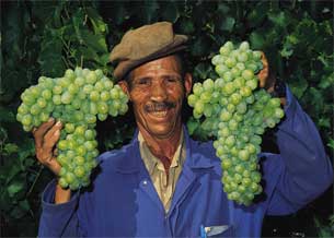 Weinbauer in Südafrika