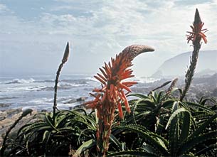 Tsitsikamma Nationalpark