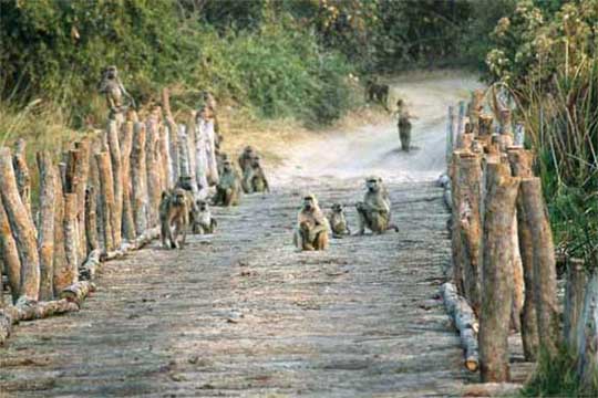 Paviane Third Bridge Moremi