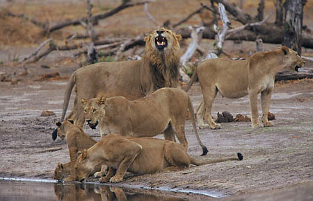 Löwen in der Nähe der Savuti Safari Lodge